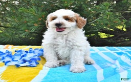 Mini Goldendoodle dogs for sale: Buster - Image 5