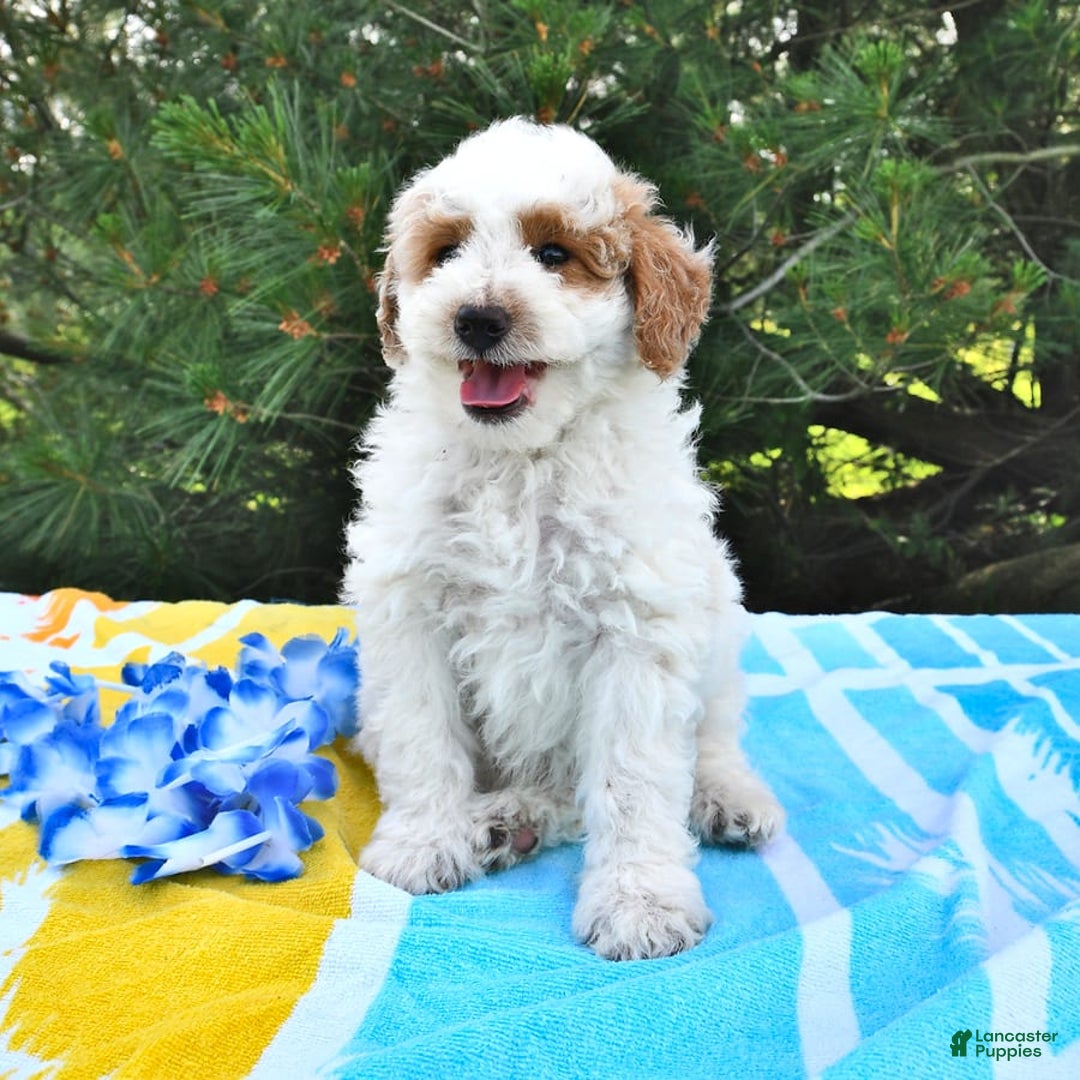 Mini Goldendoodle dogs for sale: Buster - Image 5