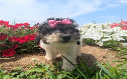 Toy Poodle dogs for sale: Toy Poodle 4 puppies - Image 26