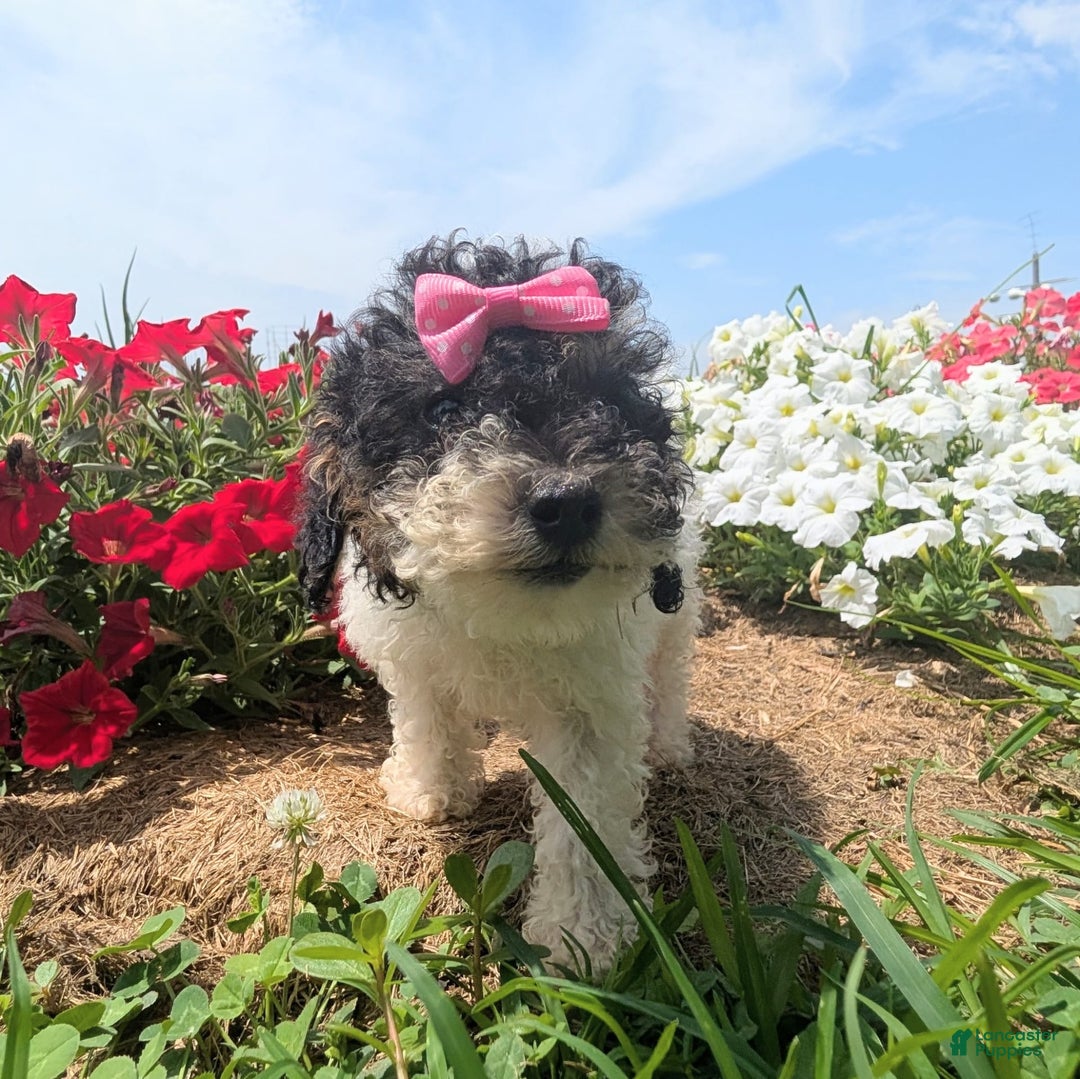 Toy Poodle dogs for sale: Toy Poodle 4 puppies - Image 26