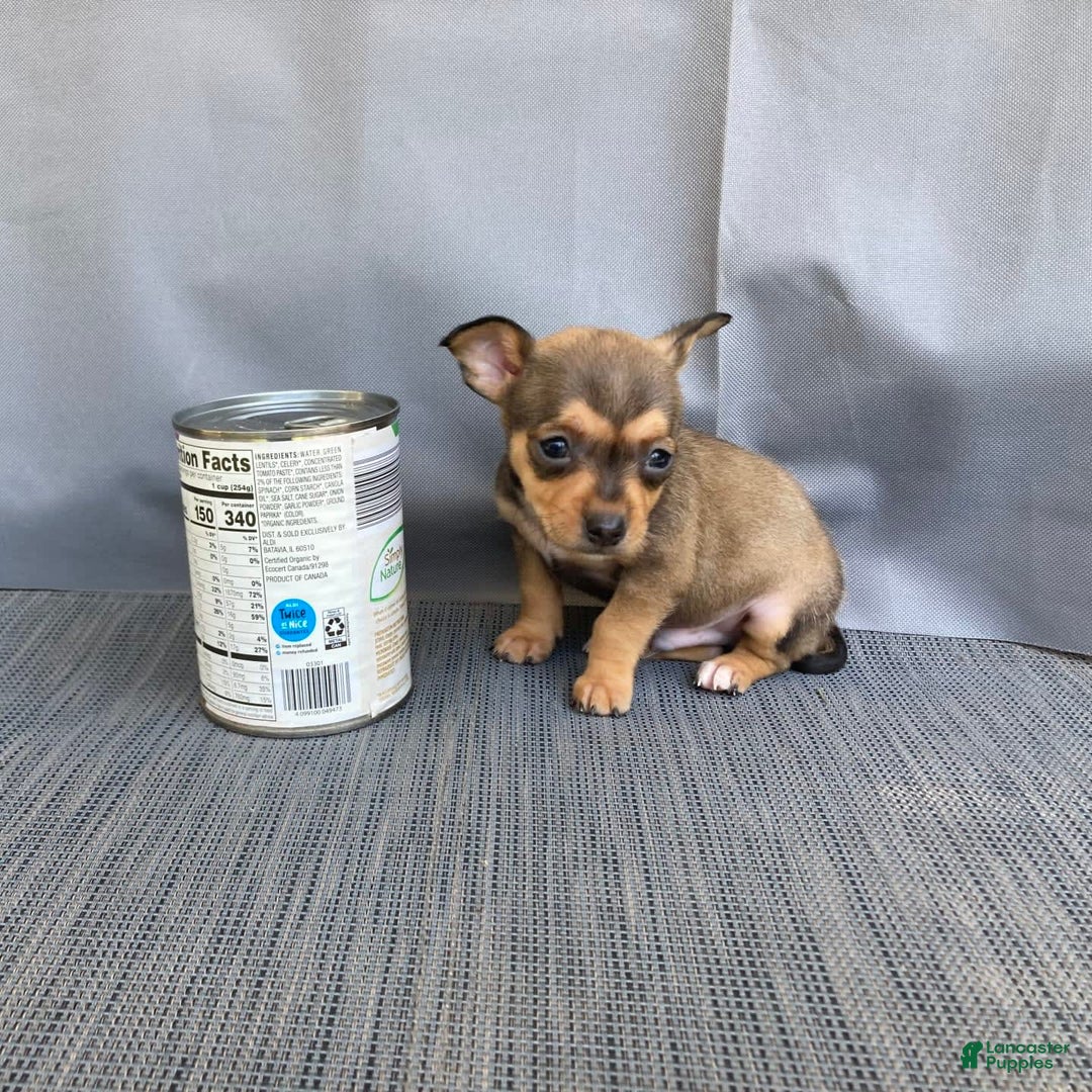 Chihuahua dogs for sale: Remi - Image 2