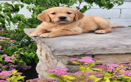 Golden Retriever dogs for sale: Drew - Image 2