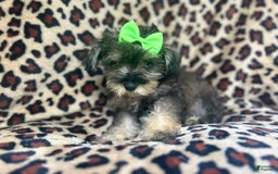 Miniature Schnauzer dogs for sale: Angel - Image 2