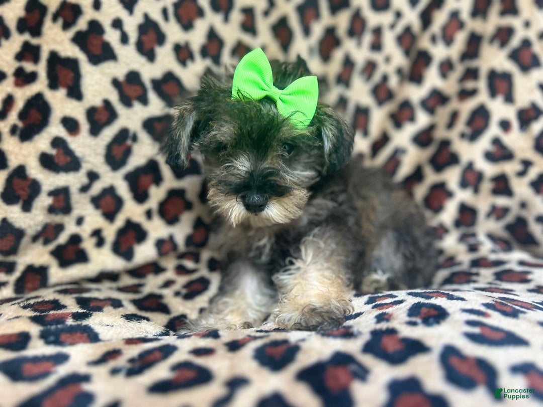 Miniature Schnauzer dogs for sale: Angel - Image 2