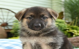 German Shepherd dogs for sale: Laurel - Image 3