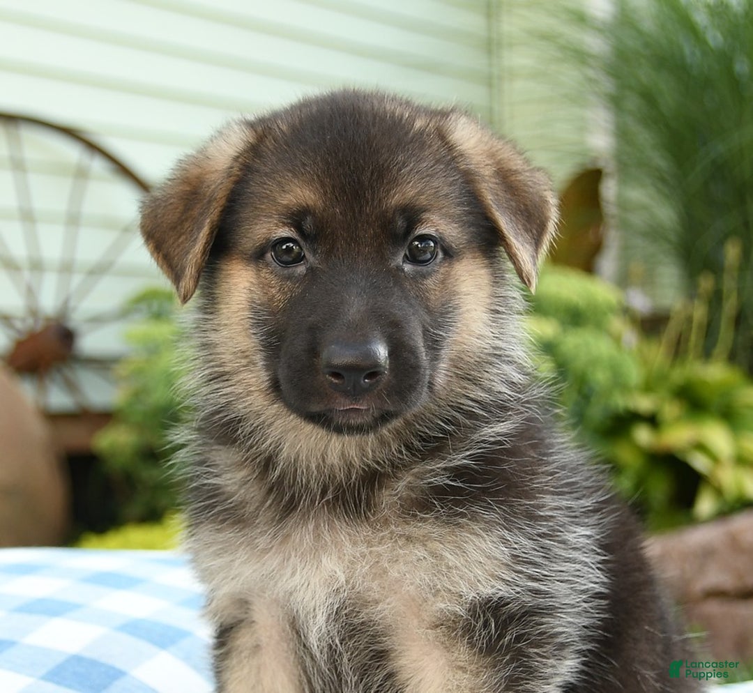 German Shepherd dogs for sale: Laurel - Image 3