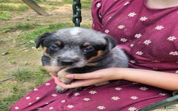 Australian Cattle Dog dogs for sale: Teddy - Image 1