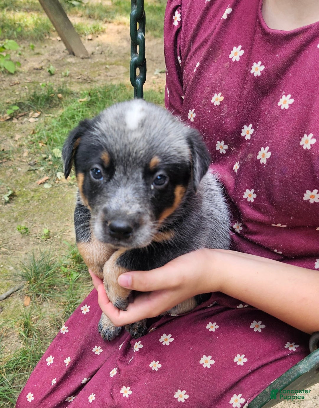 Australian Cattle Dog dogs for sale: Teddy - Image 1