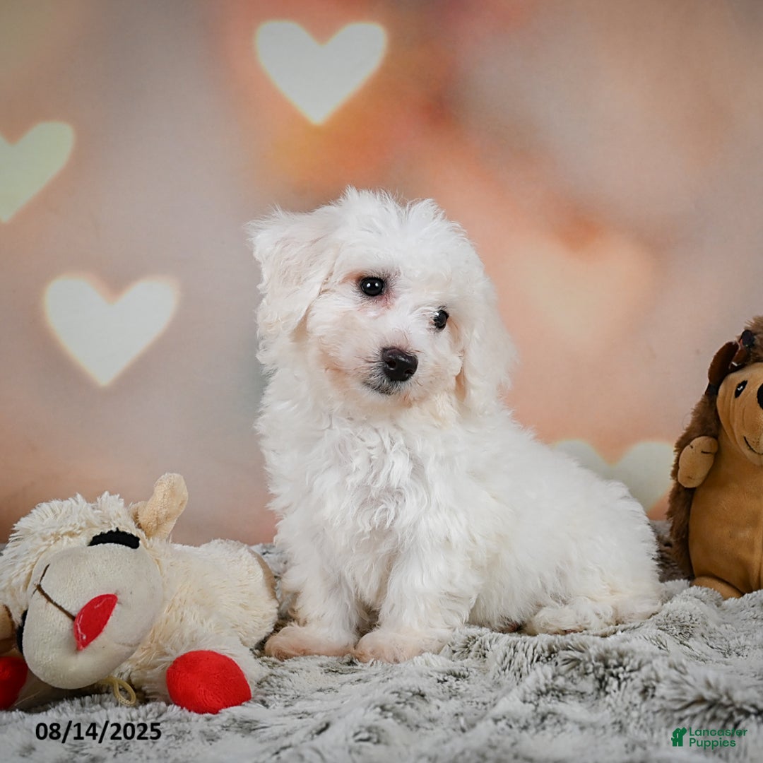Bichon Frise dogs for sale: Beverly - Image 3