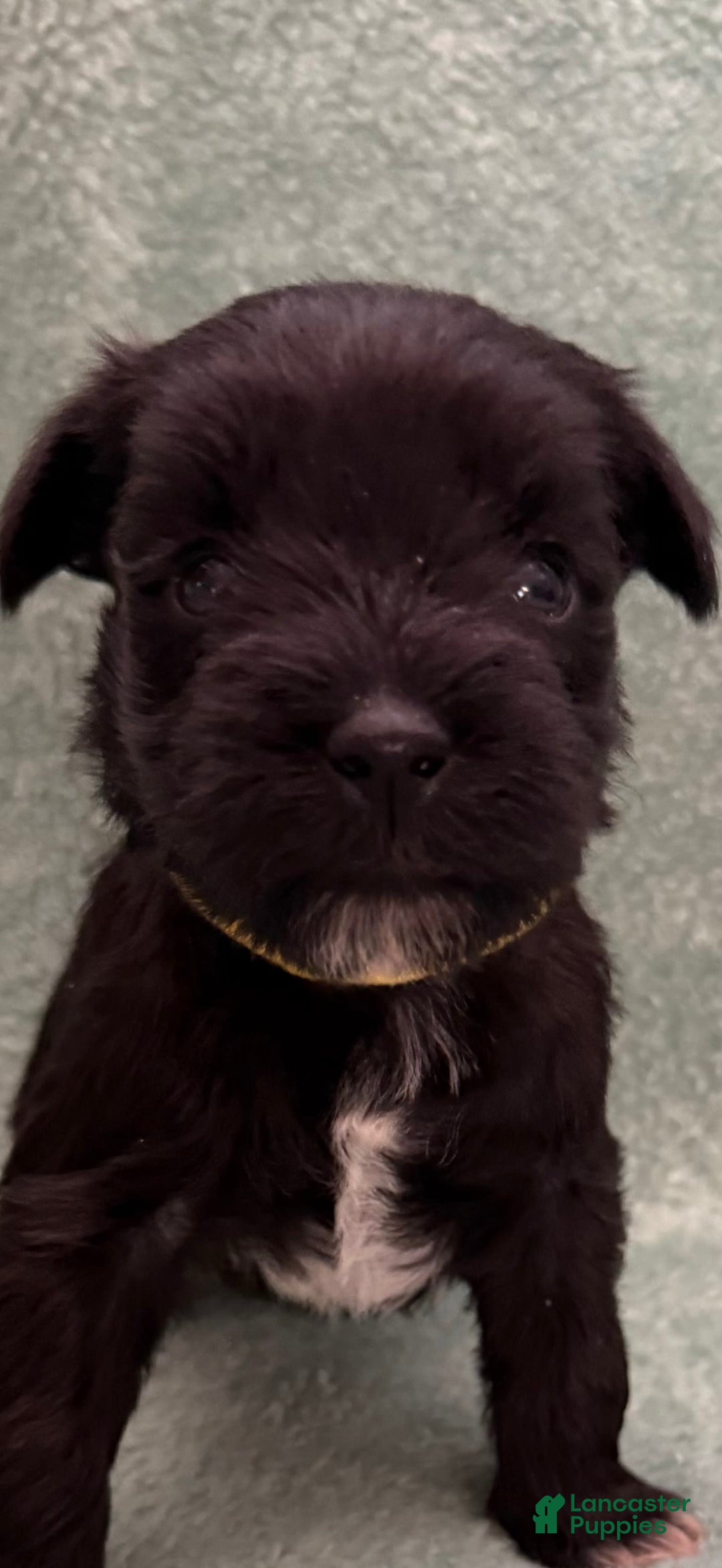 Miniature Schnauzer dogs for sale: Puppy3yellow - Image 2