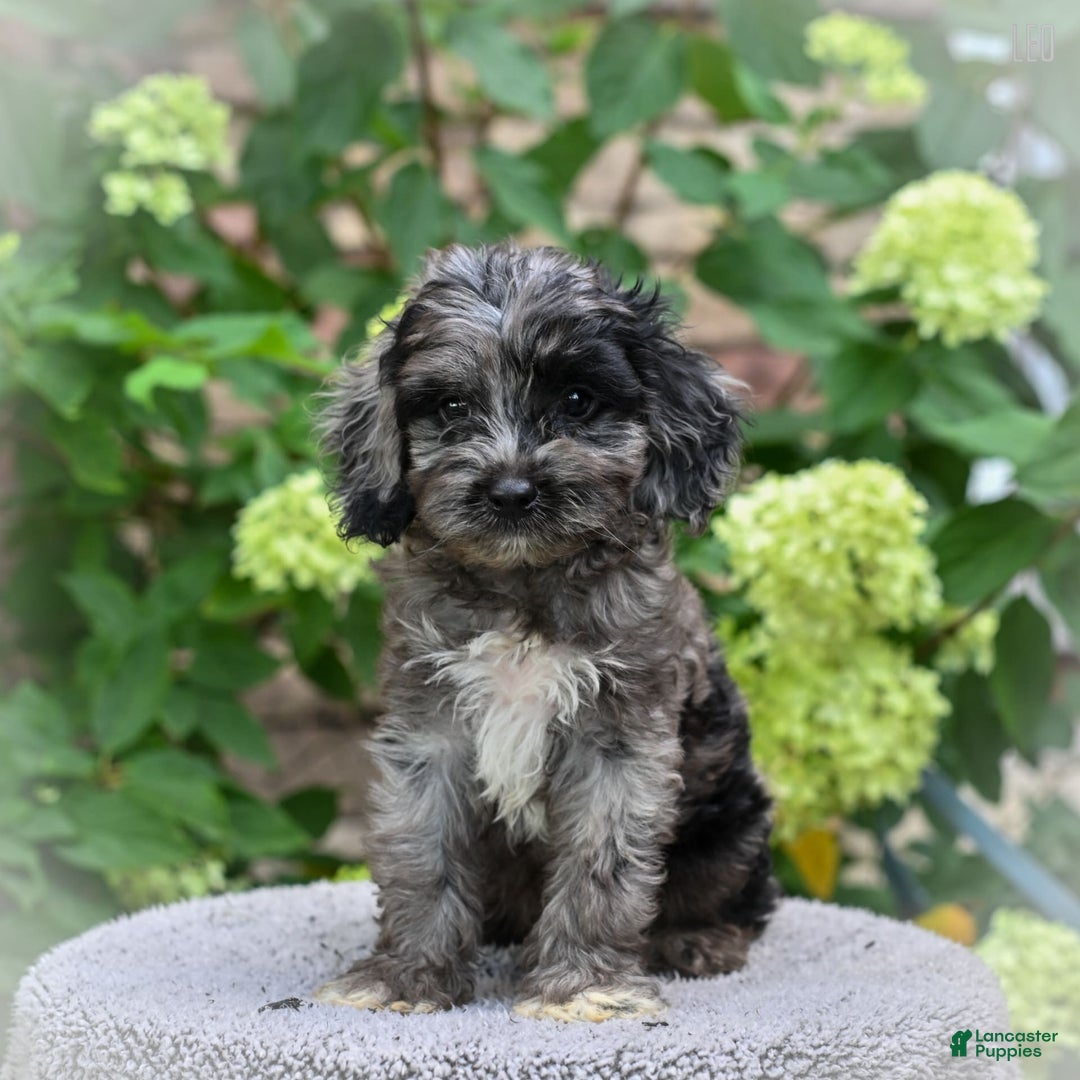 Cockapoo dogs for sale: Leo - Image 1