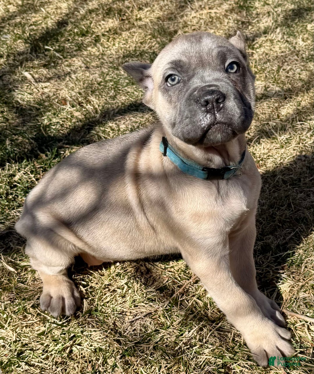 Cane Corso dogs for sale: Georgia - Image 26