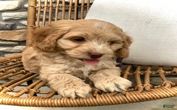 Cockapoo dogs for sale: Oliver - Image 12