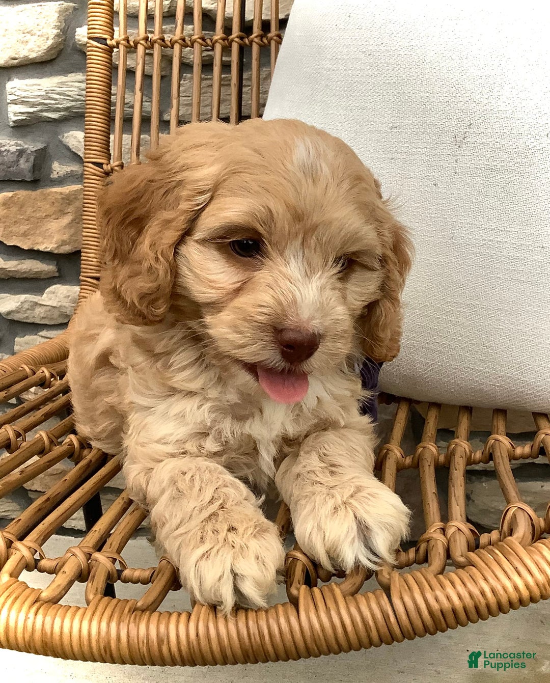 Cockapoo dogs for sale: Oliver - Image 12