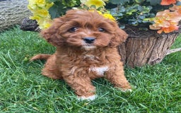 Cavapoo dogs for sale: Pixie - Image 3