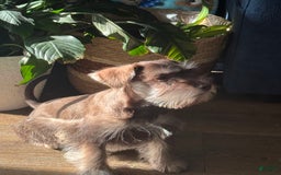 Miniature Schnauzer dogs for sale: Izzy - Image 5