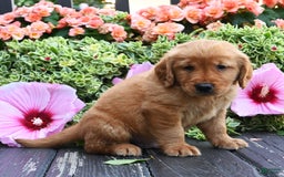 Golden Retriever dogs for sale: Weston - Image 3