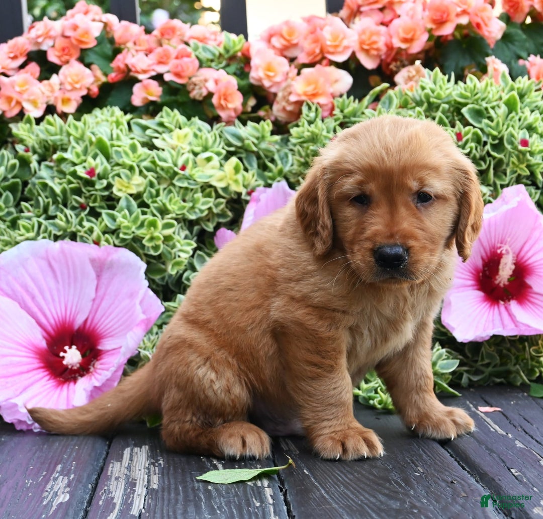 Golden Retriever dogs for sale: Weston - Image 3