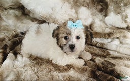 Teddy Bear dogs for sale: Toni - Image 4