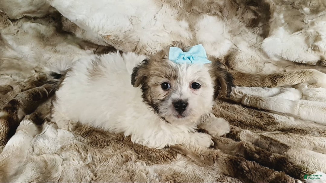 Teddy Bear dogs for sale: Toni - Image 4
