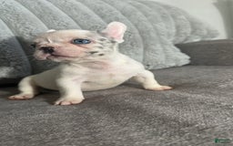 French Bulldog dogs for sale: Barbie - Image 2