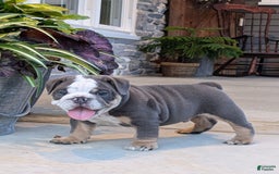 English Bulldog dogs for sale: Tuffy - Image 6