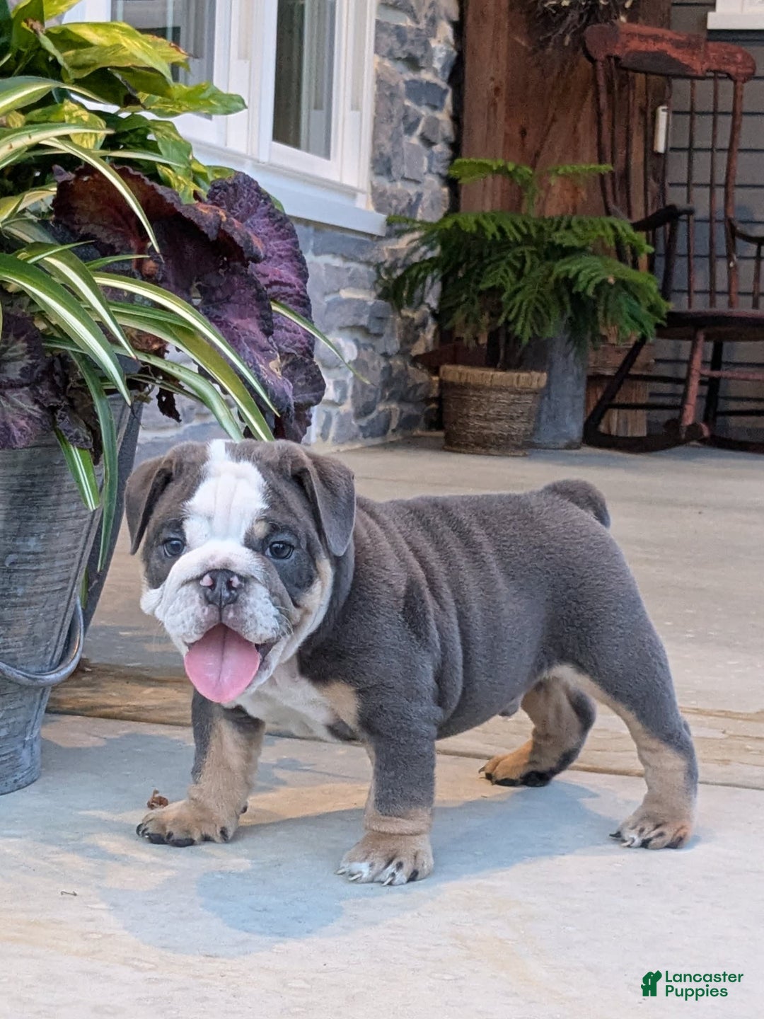English Bulldog dogs for sale: Tuffy - Image 6