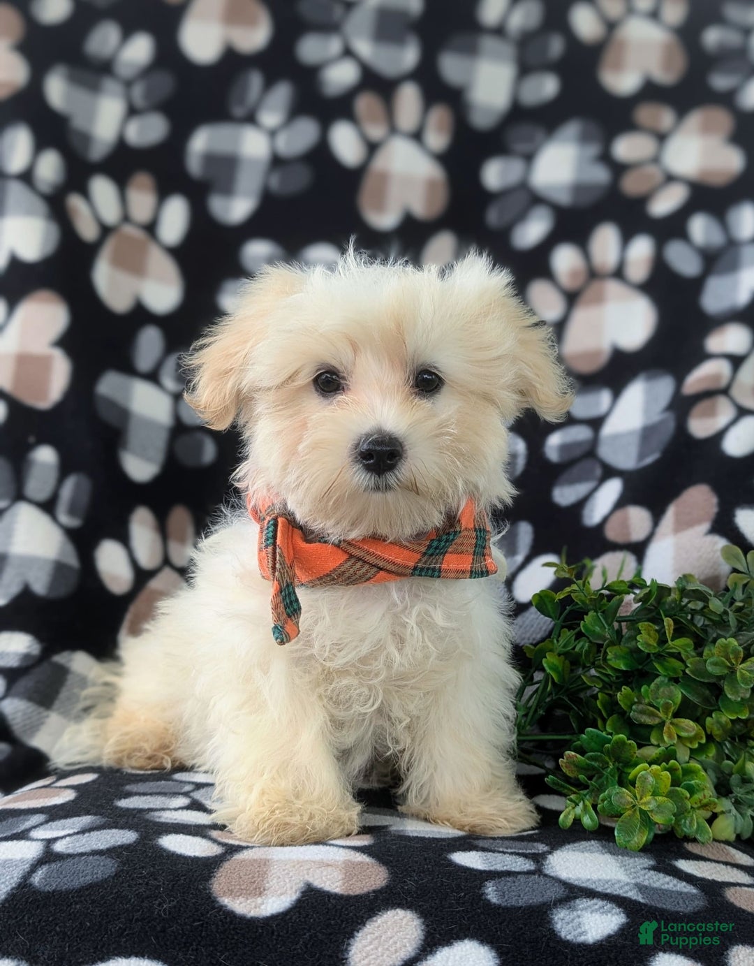 Maltese dogs for sale: Graysen - Image 7