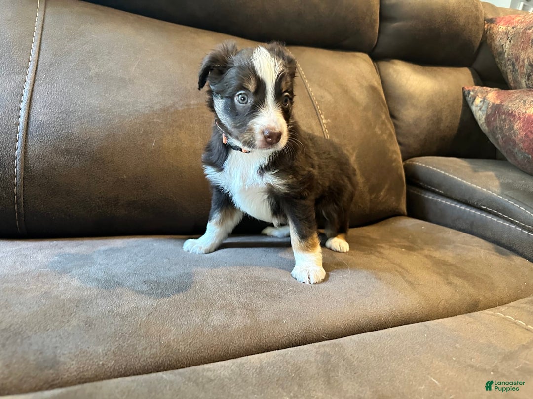 Miniature Australian Shepherd dogs for sale: Red Tri Female - Image 1