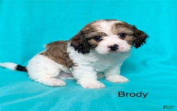 Cavachon dogs for sale: Brody - Image 2
