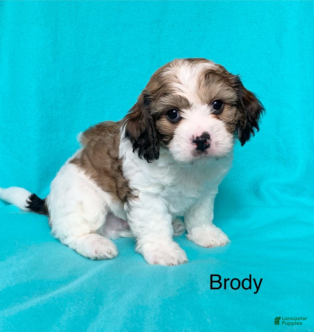 Cavachon dogs for sale: Brody - Image 2