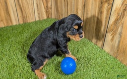 Cavalier King Charles Spaniel dogs for sale: Brin Boy 1 - Image 8