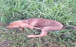 Bloodhound dogs for sale: Orange - Image 3