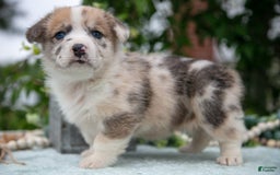 Welsh Corgi Pembroke dogs for sale: Milly - Image 5