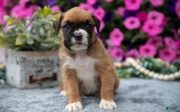 Boxer dogs for sale: Sunny - Image 6