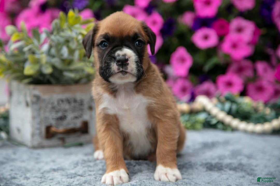 Boxer dogs for sale: Sunny - Image 6