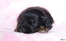 Cavapoo dogs for sale: Grace - Image 1
