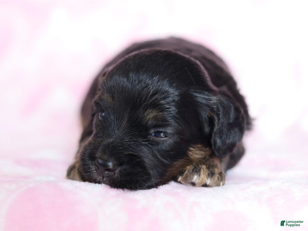 Cavapoo dogs for sale: Grace - Image 1