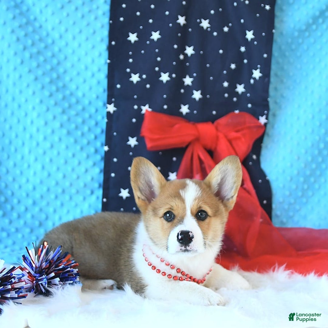 Welsh Corgi Pembroke dogs for sale: Patsy - Image 11