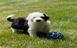 Sheepadoodle dogs for sale: Wendy - Image 3