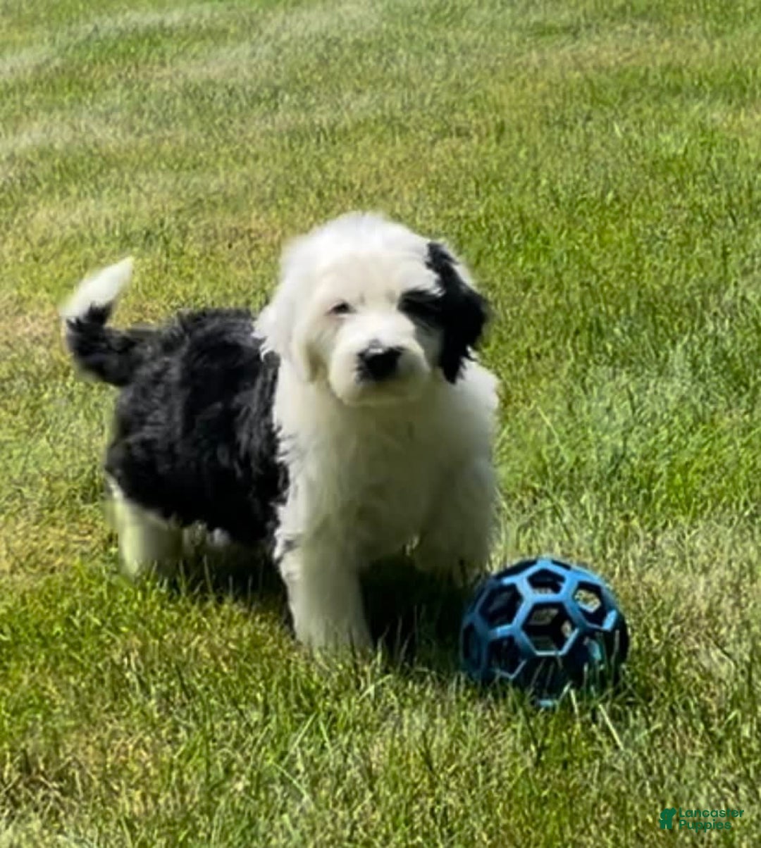 Sheepadoodle dogs for sale: Wendy - Image 3