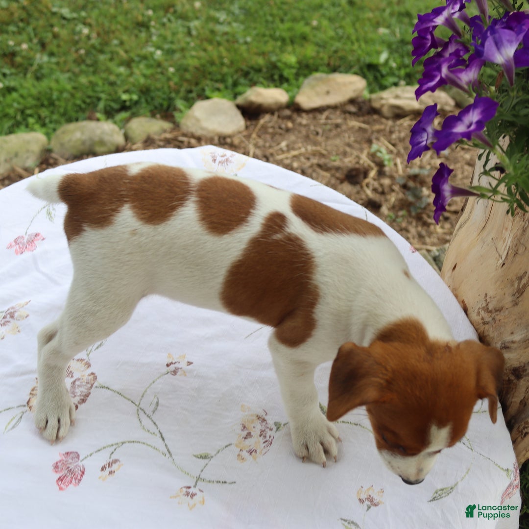 Jack Russell Terrier dogs for sale: Rusty - Image 3