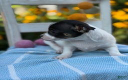 Chihuahua dogs for sale: Pepper - Image 4