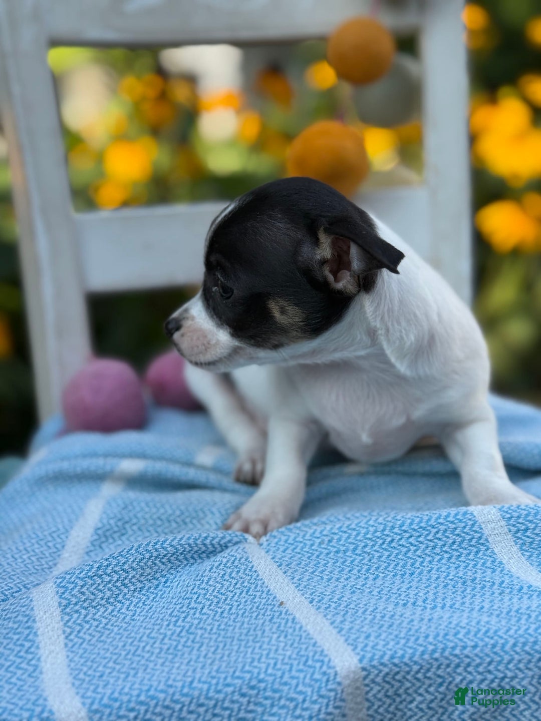 Chihuahua dogs for sale: Pepper - Image 4