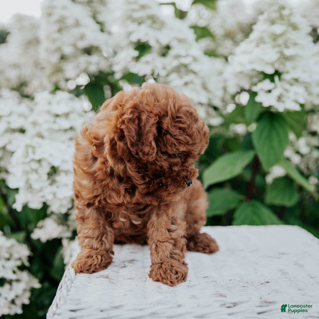 Mini Goldendoodle dogs for sale: Chloe - Image 2