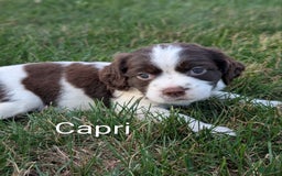 English Springer Spaniel dogs for sale: Capri - Image 1