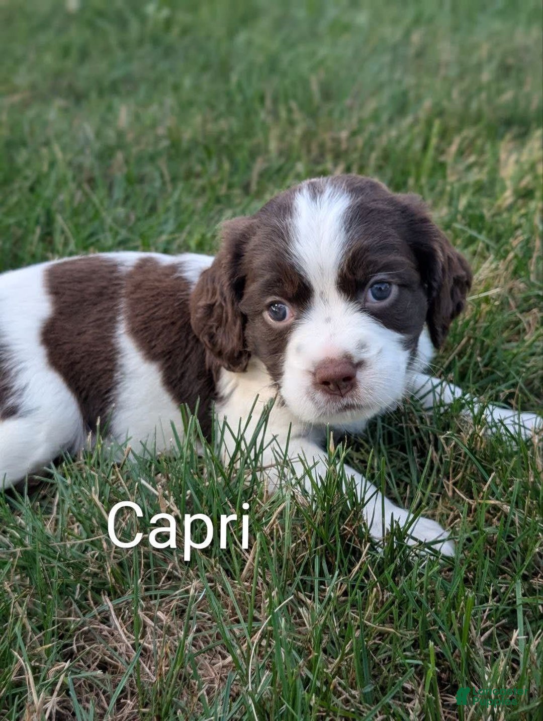 English Springer Spaniel dogs for sale: Capri - Image 1