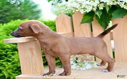Jackapoo dogs for sale: Roxy - Image 5