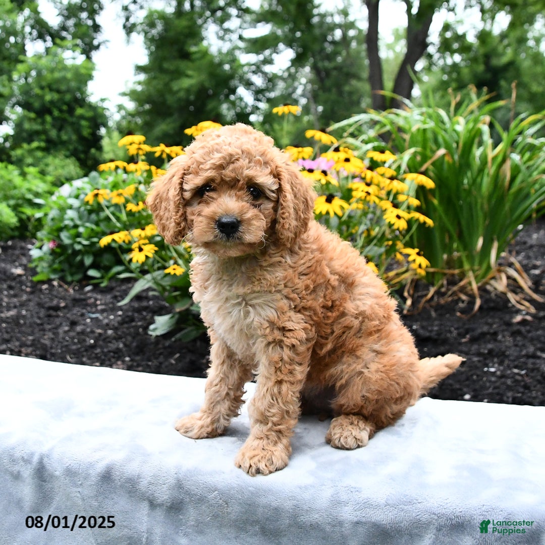 Cockapoo dogs for sale: Faith - Image 2