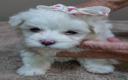 Maltese dogs for sale: Empress - Image 17